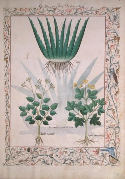 Aloe and Apio, illustration from The Book of Simple Medicines by Matthaeus Platearius by Robinet Testard